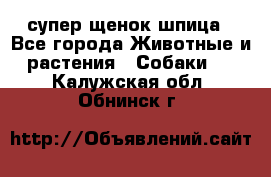 супер щенок шпица - Все города Животные и растения » Собаки   . Калужская обл.,Обнинск г.